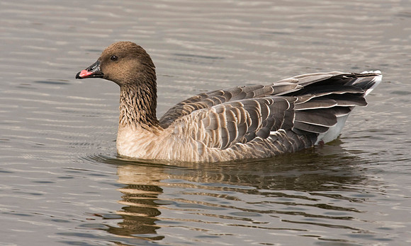 Pink Footed Goose