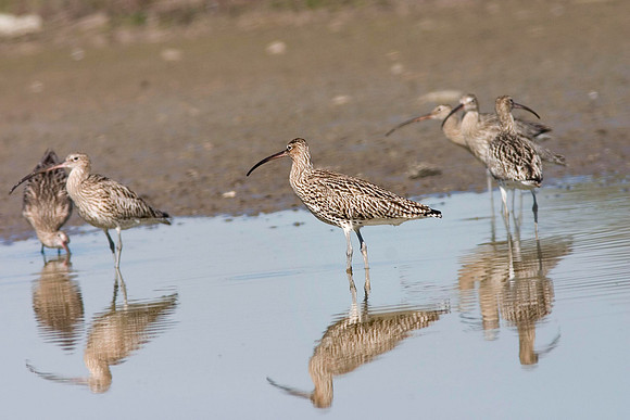 Curlew group