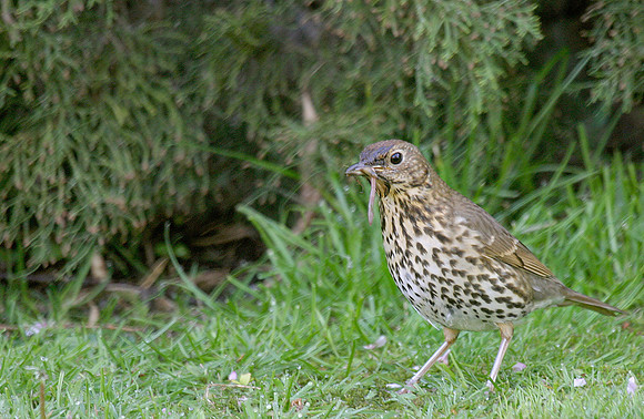 IMG_3940 Thrush - April 17