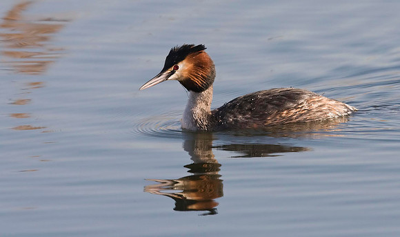 Great Crested Grebe.