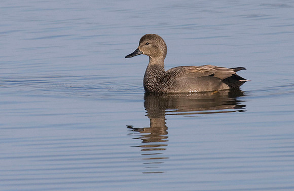 IMG_1435 Gadwall   - March 31