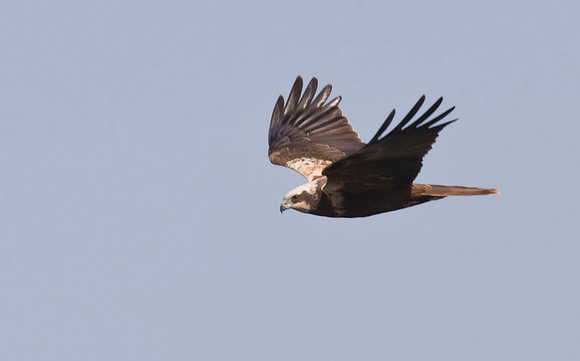 IMG_1473Marsh Harrier female  - March 31
