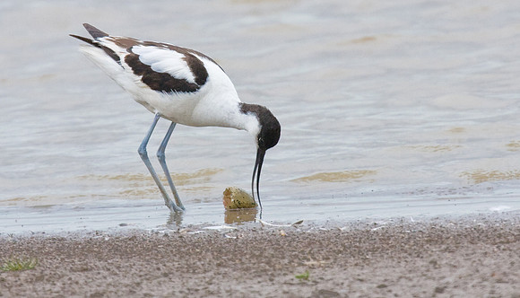 Avocet moving eggs