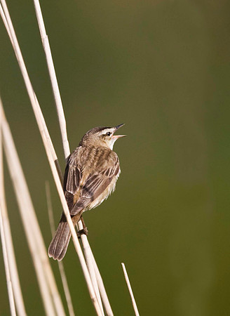 Sedge Warbler