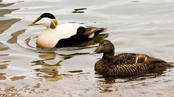 Eider Ducks - male - female - Farne Islands