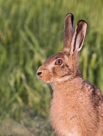 Brown Hare 2