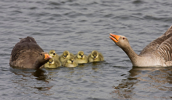 Greylag brood