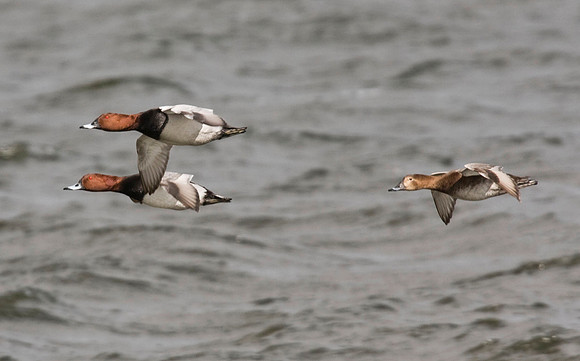 IMG_1538Pochard in flight @ Far Ings  - April 1st