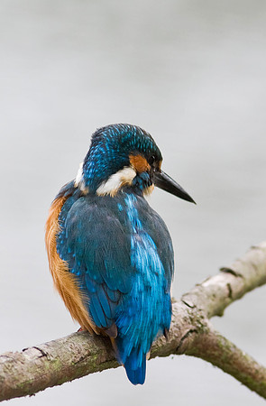 Kingfisher  male - local ponds