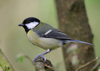 Great tit