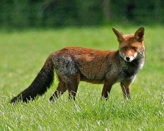 Vixen hunting