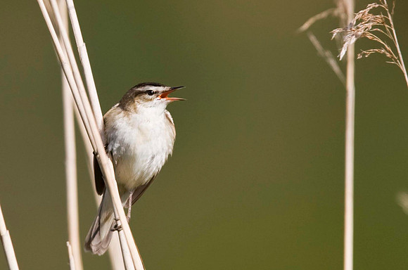 Sedge Warbler