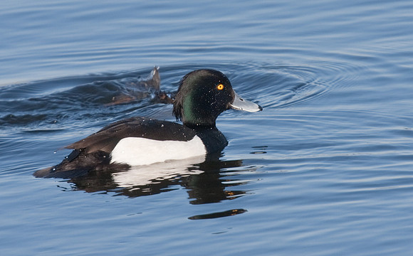 Tufted Duck male - Far Ings.