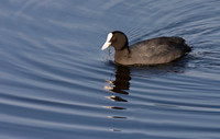 Coot