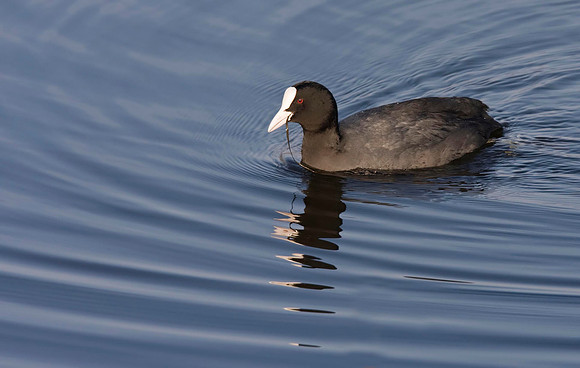 Coot