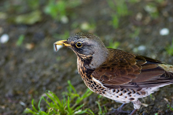 Fieldfare - Oslo Norway