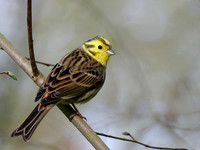 Yellow Hammer - male