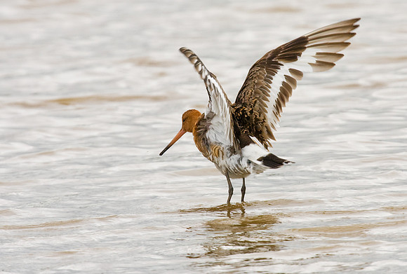 Black-tailed Godwit  Killinghome July 9