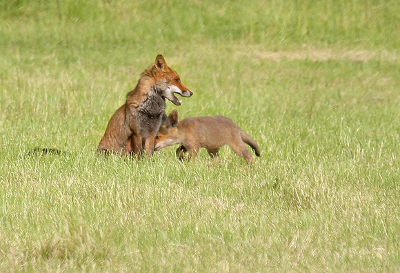 Vixen with cub