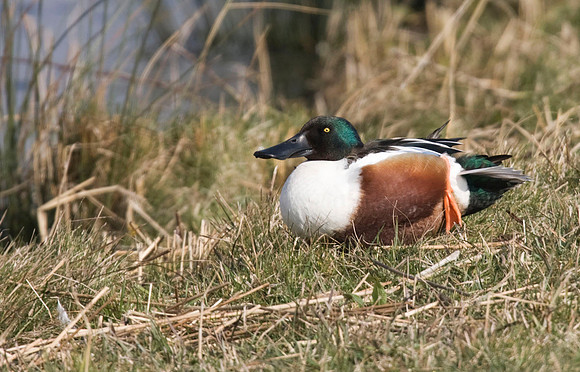 Shoveler - male