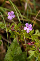 Wild Flowers