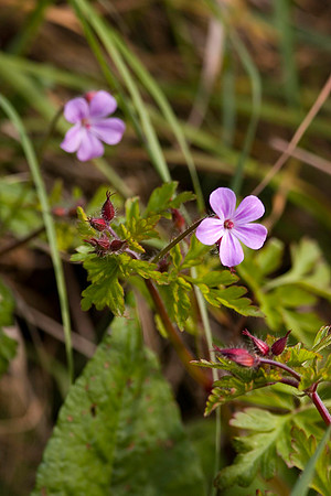 Herb Robert
