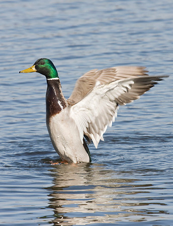 IMG_1465Mallard drake flapping  - March 31