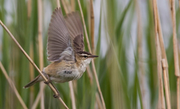 Sedge Warbler taking to flight.