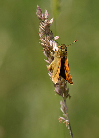 Small Skipper