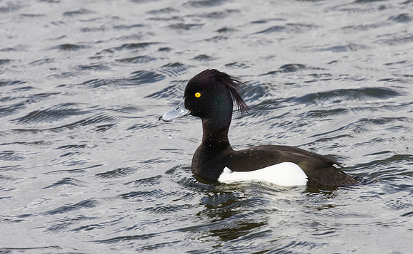IMG_1525Tufted Duck male @ Far Ings  - April 1st