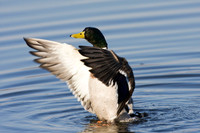 Mallard drake flapping.