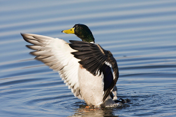 Mallard drake flapping.