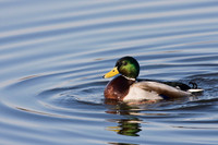 Mallard drake