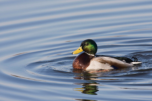 Mallard drake