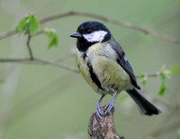 Great tit