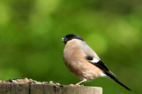Bullfinch - male