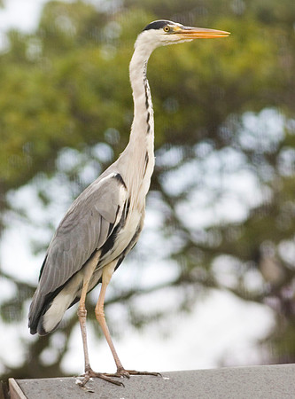 CRW_8449Grey Heron - crop - July 3