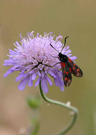 Six-spot Burnet