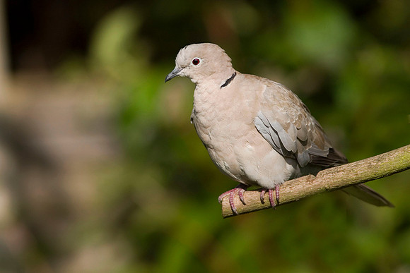 CRW_8489Collar Dove  - July 6