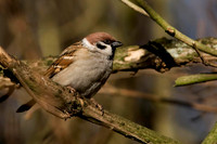 Tree Sparrow.