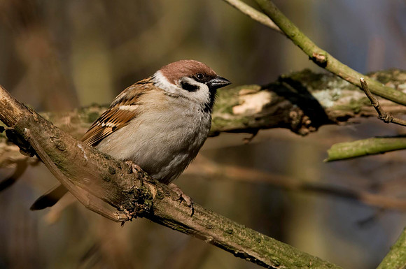 Tree Sparrow.