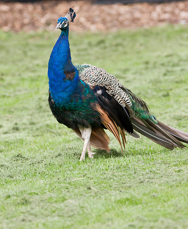 Peacock
