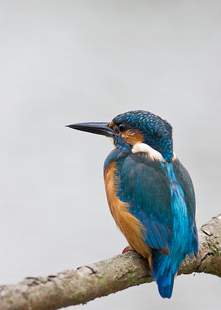 Kingfisher  male - local ponds