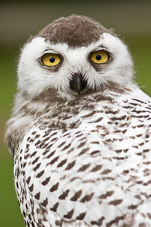 Snowy Owl  juvinile