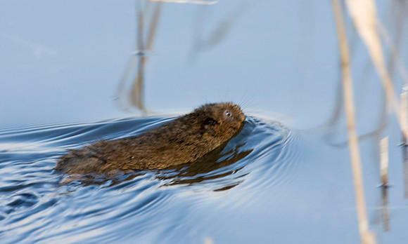 Water Vole