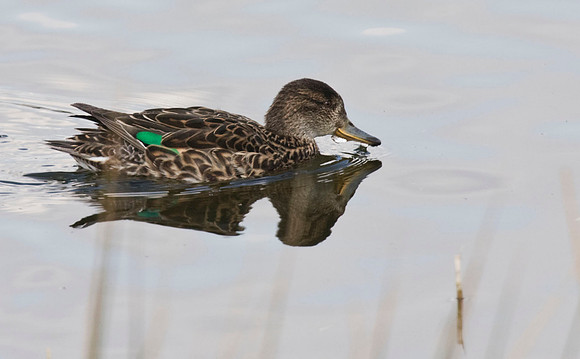 Teal - female