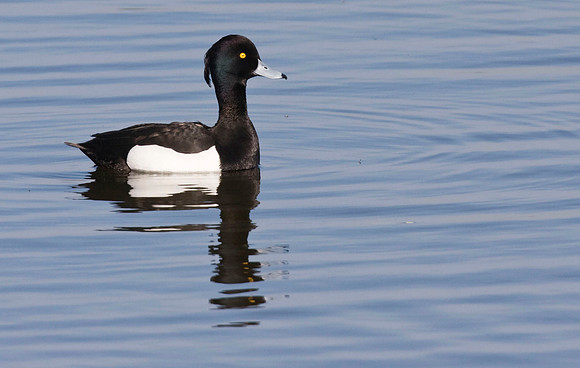 IMG_1458Tufted  drake - March 31