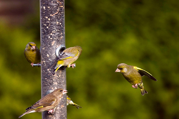 CRW_6137Greenfinch on feeder - April 17
