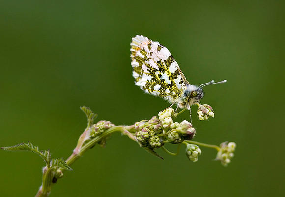 Orange Tip- male