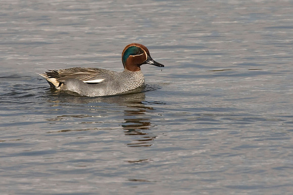 Teal - male